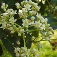 Walsura trifoliolata
